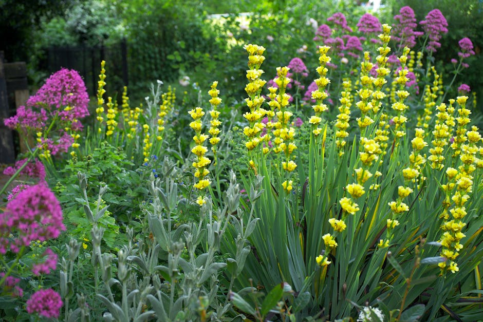 A vibrant garden scene featuring a variety of flowering plants and lush greenery. In the foreground, tall yellow-flowered plants with long, slender green leaves form a dense border. To the left, pink clusters of flowering plants with rounded, delicate blossoms add color contrast. Behind these, taller plants with purple-pink flowers and rounded floral clusters create depth. The soil at the base of the plants appears moist and dark, indicating recent watering or rain. The layout includes garden beds with clearly defined borders, and a well-maintained lawn area with trimmed grass can be seen in the background. Surrounding trees with dense green foliage frame the garden, and dappled sunlight filters through the branches, illuminating the scene evenly. There are no visible tools or active gardening actions, suggesting a moment of stillness or completion of maintenance, with Gardeners Wimbledon likely involved in garden care and landscaping work on this front garden plan at Wimbledon Common.